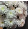 хризантемы кустовые 2