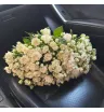 Моно из белых кустовых роз