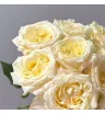Моно из одноголовых пионовидных роз 3