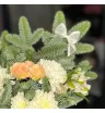 Композиция из нобилиса «Новогодняя» 1