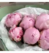 Монобукет с пионами «Воздушность» 2